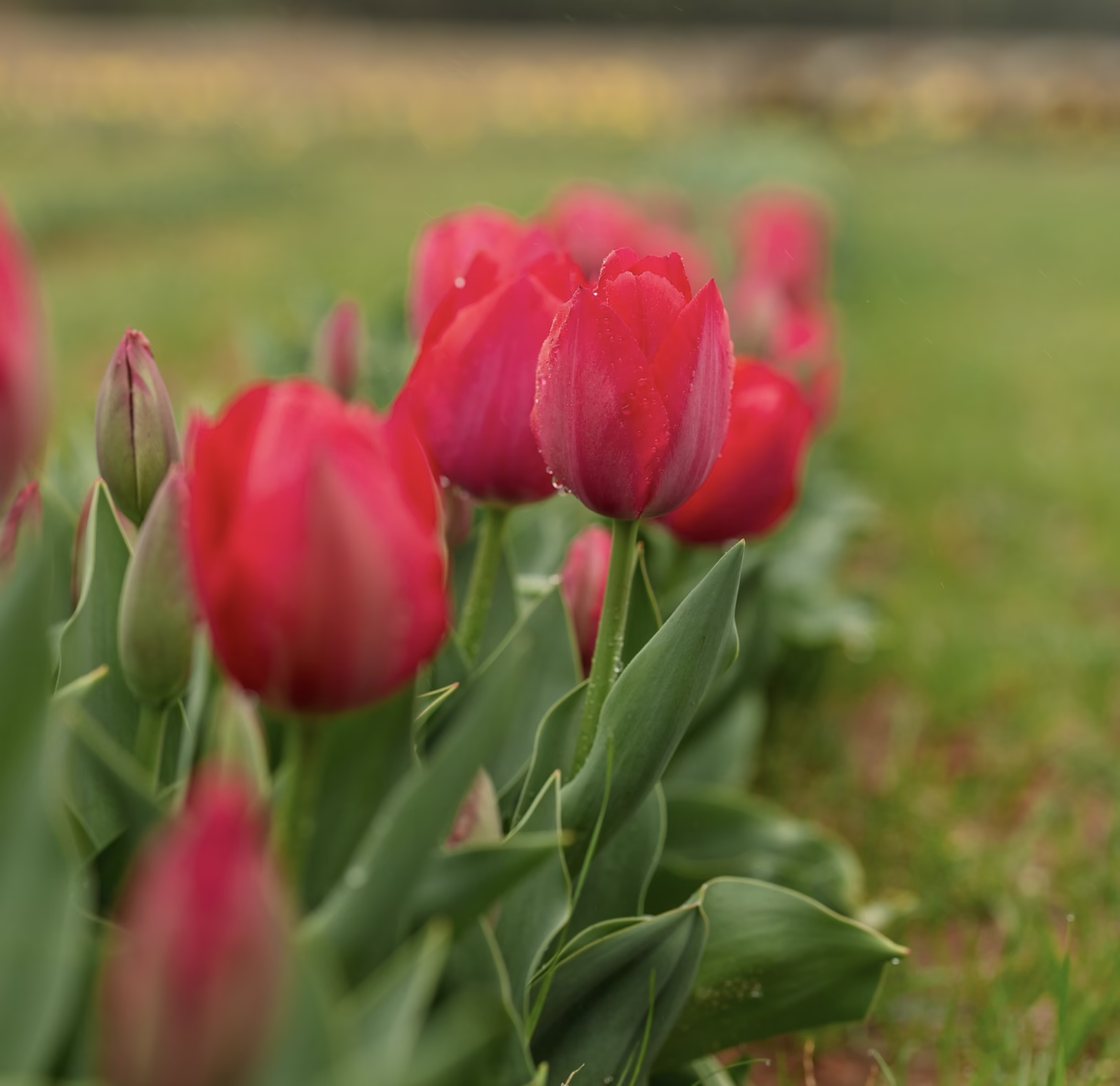 Tulips